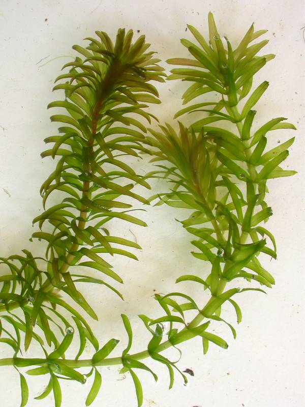 2 leafy stalks of egeria, 2nd stalk forks into 2 branches