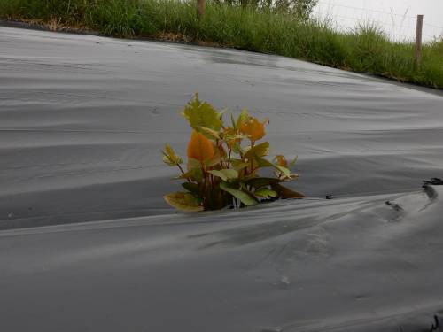 knotweed growing through some black tarp