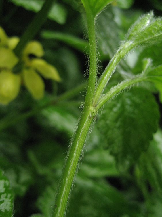 Yellow archangel square and fuzzy stem, close up